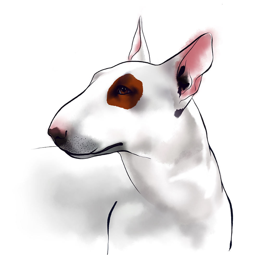 Bull Terrier